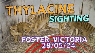 Thylacine sighting 290524  last night 1100pm Foster Victoria with Peter [upl. by Nodarse]