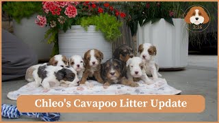 Chleos Cavapoo Litter Update [upl. by Htial848]