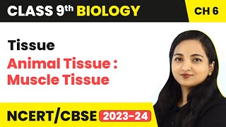 Animal Tissue  Muscle Tissue  Muscular Tissue  Tissue  Class 9 Biology Chapter 6  202324 [upl. by Nillad]