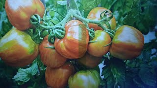 Unlock The Secrets of Heirloom Tomatoes How to Harvest Their Seeds [upl. by Ttreve]