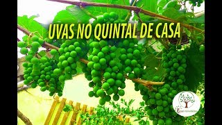 Parreira de Uva em Casa Dicas para Colher Boas Uvas sem Doenças [upl. by Zitah]