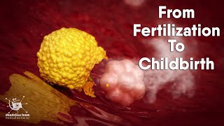 from fertilization to childbirth  3d medical animation  by Dandelion Team [upl. by Birck]