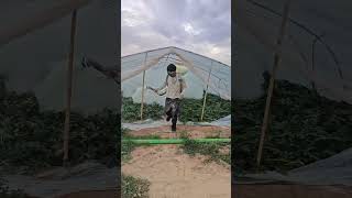 Greenhouse watermelon pest control process [upl. by Catima]