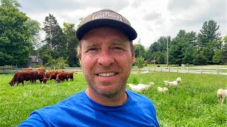 Meat Independence for Family of Five on 23 Acres rotationalgrazing regenerativeagriculture [upl. by Annola]