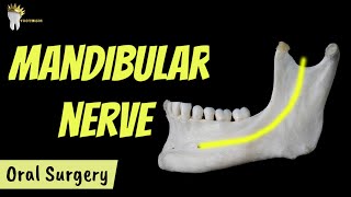 MANDIBULAR NERVE AND ITS BRANCHES [upl. by Ninon977]