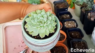 Potting my new succulent mexensis solomon agavoides lilacina blue elf donkeys tail [upl. by Galasyn]