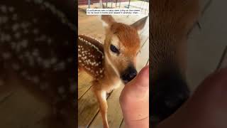 A policeman saw a baby deer lying on the street then deer babydeer short [upl. by Janey]