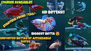 Biggest Betta ever at HD BETTAS  Imported bettas for sale  All exotic amp high quality [upl. by Danice263]