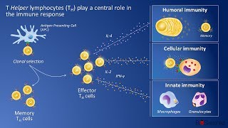 CD4 T Helper cells and immune response [upl. by Niletac]