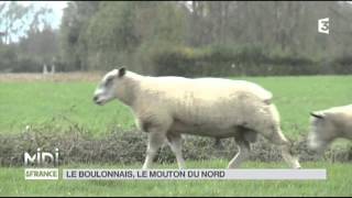 ANIMAUX  le boulonnais le mouton du nord [upl. by Wimsatt]