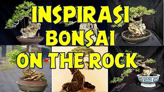 INSPIRASI BONSAI ON THE ROCK  INSPIRASI BONSAI DIATAS BATU [upl. by Svirad354]