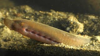 The Hidden World Of The Sea Lamprey [upl. by Carmella]