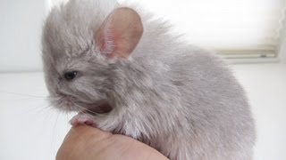 Holding a 1DayOld Chinchilla [upl. by Spiegel]