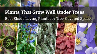 Plants That Grow Well Under Trees  8 Best Shade Loving Plants for TreeCovered Spaces [upl. by Maryellen480]