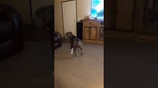 Blue nose PIT BULL barks Mean and Hard [upl. by Ihsoyim]