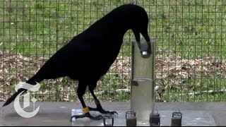 How Smart Are Crows  ScienceTake  The New York Times [upl. by Llertak]