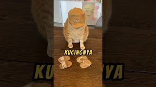 Kucing Paling DiMANJA❗❤ andreamancino shorts kucing videoviral [upl. by Laurena]