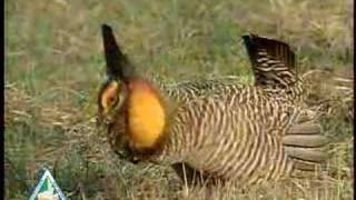 Prairie Chicken [upl. by Reivazx802]