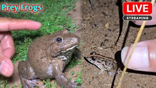 Catching big and small froggy [upl. by Miharba]