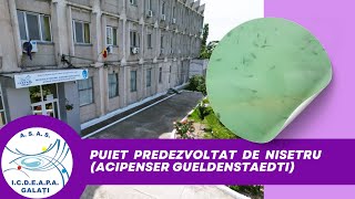 Puiet predezvoltat de Nisetru Acipenser gueldenstaedti în RAS ICDEAPA [upl. by Giraud]