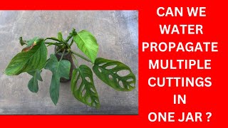 CAN WE WATER PROPAGATE MULTIPLE CUTTINGS IN ONE JAR [upl. by Kariv]