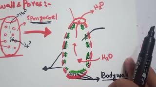 Phylum Porifera Zoology Fsc part 1 [upl. by Yrojram]