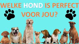 WELKE HOND hondenras PAST PERFECT BIJ JOU  Doe deze test [upl. by Lorne]