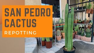 Repotting a San Pedro Cactus Echinopsis Pachanoi  Repot a Cactus [upl. by Imojean]