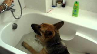 german shepherd going crazy in the bath [upl. by Airbmat778]