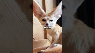 Fennec Fox The Tiny Desert Survivor with Giant Ears [upl. by Didier]