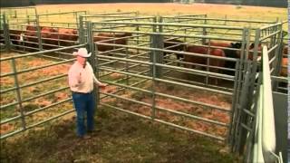 Stockmanship  Working Cattle Through Your Facility C2C [upl. by Shaun]