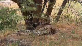 Wildlife Management Areas in Tanzania Promoting Community Based Conservation and Livelihoods [upl. by Aysan]