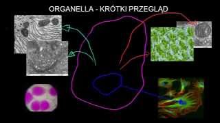 Organella  krótki przegląd [upl. by Lednar]