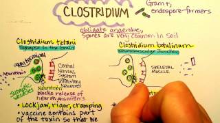 Clostridium botulinum Botulism [upl. by Ardnal]