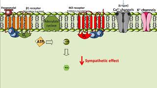 Propranolol  Mechanism of Action [upl. by Spalding]