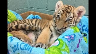 Connecticutt zoo keeps baby tigers on cam [upl. by Oicelem123]