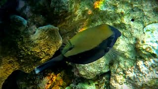 Bluetail Trunkfish Ostracion cyanurusArabian Trunkfish Bluetail Boxfish Cowfish Trunkfish 4K [upl. by Iffar]