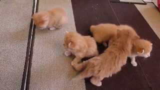 6 Ginger Kittens Learning to Walk SO cute [upl. by Annekam]