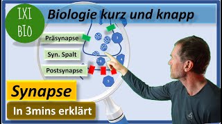 Aufbau und Funktionsweise chemische Synapse  Vorbereitung auf Biologie Abitur 15 Punkte in Bio [upl. by Latia]