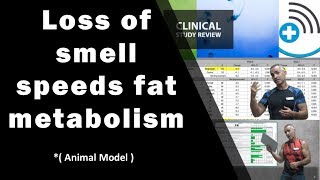 Fat metabolism greatly enhanced by inhibiting the sense of smell [upl. by Shurwood]