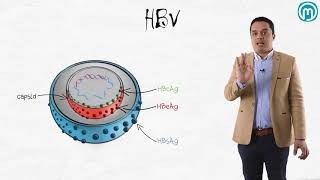 Hepatitis B virus 1  Microbiology  Mideo [upl. by Deeyn22]