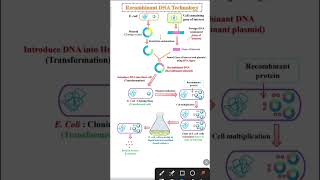 Recombinant DNA Technology  Recombinant DNA Technology class 12 [upl. by Nosnek]