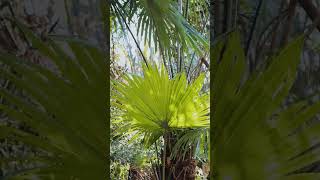 Livistona Palms 🌴 livistona nature toshialey naturevideo palm [upl. by Adalheid307]