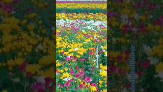 Beautiful natural flowersflowers roseflowergarden naturalflowers nature rosegarden amazing1m [upl. by Neit]