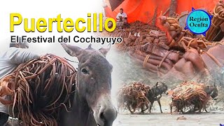 PUERTECILLO extracción y fiesta del cochayullo [upl. by Gaynor]