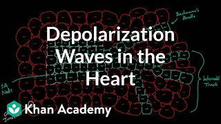 Depolarization waves flowing through the heart  NCLEXRN  Khan Academy [upl. by Ayahc]