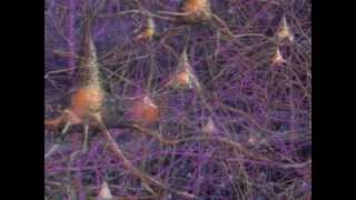 Education  Neurons and How they Work in the Human Brain [upl. by Townsend688]