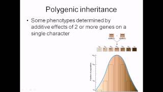 Polygenic inheritance [upl. by Estren]