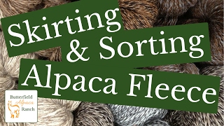 Skirting amp Sorting Alpaca Fleece [upl. by Gnagflow]