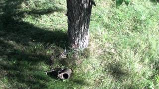 Dog Proof Coon Trap How to set fast and effective [upl. by Enylorac632]